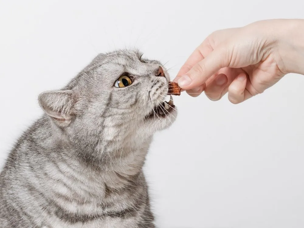 Bozuk Kedi Maması Nasıl Anlaşılır? Kedi Mamasının Bozulma Nedenleri, Bozuk Kedi Mamasının Belirtileri, Bozuk Kedi Mamasıyla Nasıl Başa Çıkabilirsiniz?
