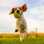 Köpek Dostu Bahçe Oluşturmak İçin 10 İpucu