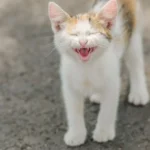 Kedim Neden Sürekli Miyavlıyor? Kedi Bakımı, Kedi Maması, Kedi Kumu, Virbac Mama, Ever Clean Kum, Çekmeköy Veteriner